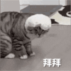 萌宠 猫咪 拜拜 呆萌 可爱