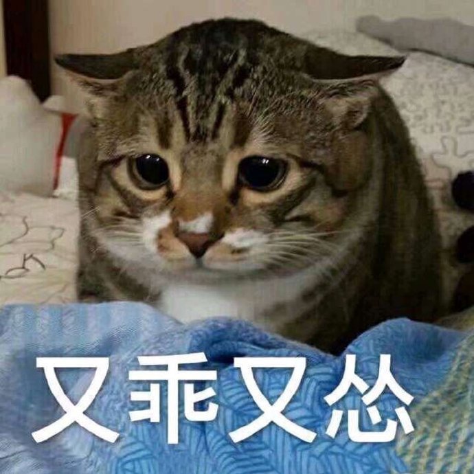 萌宠 猫星人 又乖又怂 无奈 搞怪 呆萌