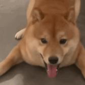 萌宠 狗狗 生气 呆萌 可爱