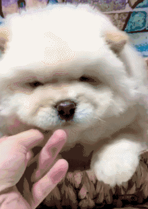 狗加手指表情包图片
