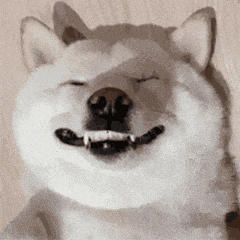 萌宠 狗狗 睡觉 呆萌 可爱