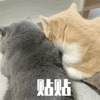 萌宠 猫咪 贴贴 呆萌 可爱