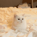 萌宠 猫咪 到 呆萌 可爱