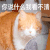萌宠 猫咪 你说什么我看不清 呆萌 可爱