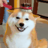 萌宠 狗狗 爱你 呆萌 可爱