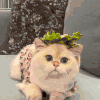 萌宠 猫咪 汉堡 呆萌 可爱