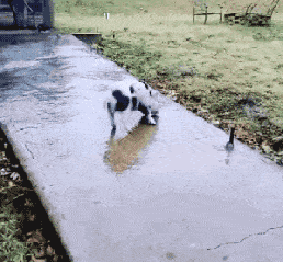 猪喝水的表情包GIF图片