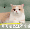 萌宠 猫咪 哥哥怎么还不来呀 呆萌 可爱