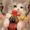 萌宠 猫咪 可乐 呆萌 可爱
