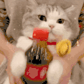 萌宠 猫咪 可乐 呆萌 可爱