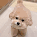 萌宠 狗 好奇 呆萌 可爱