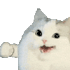 萌宠 猫咪 打你 呆萌 可爱