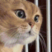 猫咪 可爱 搞怪 沙雕