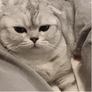 萌宠 猫咪 打 呆萌 可爱