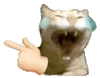 萌宠 猫咪 哭 呆萌 可爱