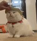 萌宠 猫咪 提莫 呆萌 可爱