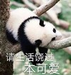 萌宠 熊猫 请生活饶过本可爱 求饶 搞怪 呆萌