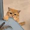 萌宠 猫咪 看 呆萌 可爱