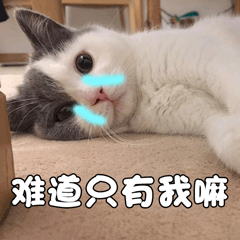 猫咪