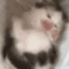萌宠 猫咪 吃 呆萌 可爱
