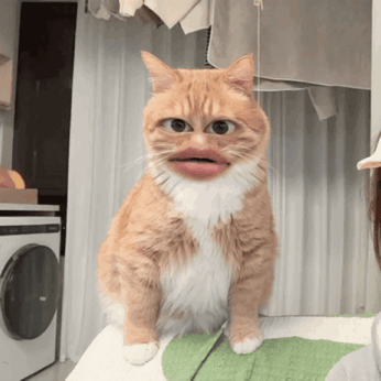 淑芬猫 猫咪 可爱 搞怪 抽象