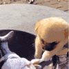 萌宠 狗狗 打你 呆萌 可爱