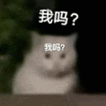 萌宠 猫咪 我吗 呆萌 可爱