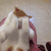 萌宠 猫咪 踢 呆萌 可爱