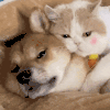萌宠 猫咪 抱 呆萌 可爱