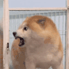 萌宠 狗狗 生气 呆萌 可爱