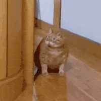 萌宠 猫咪 偷看 好奇 呆萌 可爱