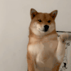 萌宠 狗狗 打你 呆萌 可爱