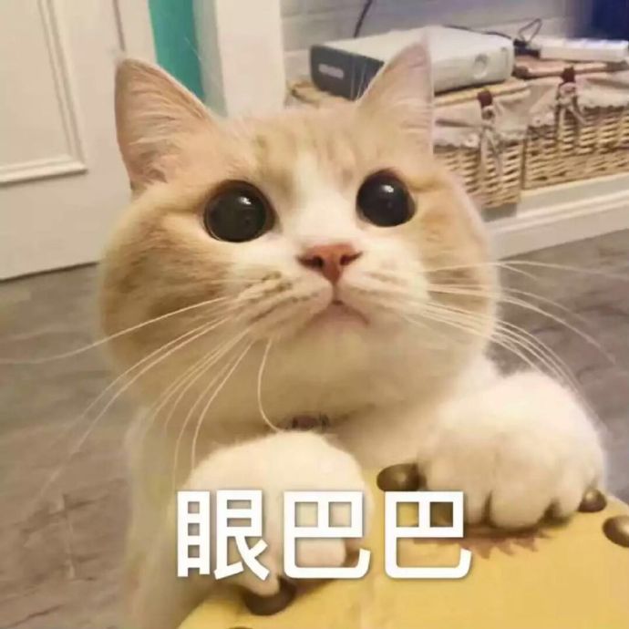 猫猫眼表情包图片