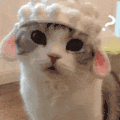 萌宠 猫咪 好奇 呆萌 可爱