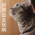 萌宠 猫 好像出去玩啊 搞怪 逗