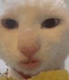 萌宠 猫咪 看 呆萌 可爱