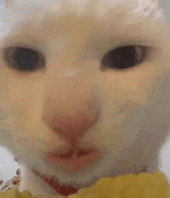 萌宠 猫咪 看 呆萌 可爱