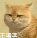 萌宠 猫咪 不嘻嘻 呆萌 可爱