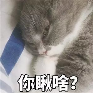 萌宠gif猫星人gif你瞅啥gif搞怪gif逗gif