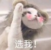 萌宠 猫星人 选我 害羞 呆萌 可爱