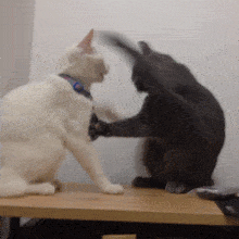 猫猫打架表情包图片