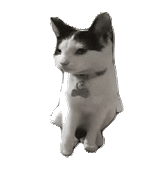 抽象 沙雕 搞怪 猫咪