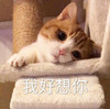 萌宠 猫星人 我好想你 期待 搞怪 呆萌