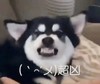 萌宠 汪星人 超凶 凶巴巴 搞怪 呆萌