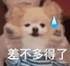 萌宠 狗狗 差不多得了 呆萌 可爱