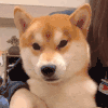 萌宠 狗狗 开心 呆萌 可爱