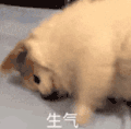 萌宠 猫咪 生气 呆萌 可爱