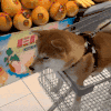 萌宠 狗狗 超市呆萌 可爱