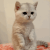 萌宠 猫咪 吃 呆萌 可爱