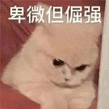 萌宠 猫咪 卑微但倔强 呆萌 可爱